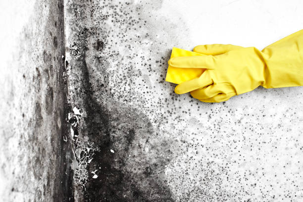 Best Post-Construction Mold Inspection  in La Center, WA