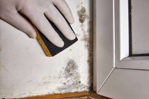 Best Asbestos and Lead Testing During Mold Inspection  in La Center, WA